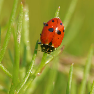 Hippodamia variegata (Coccinellidae)  - Coccinelle des friches - Adonis' Ladybird Allier [France] 08/06/2014 - 200m