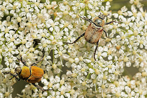 Hoplia argentea (Scarabaeidae)  - Hoplie argentée Aveyron [France] 05/06/2014 - 800m