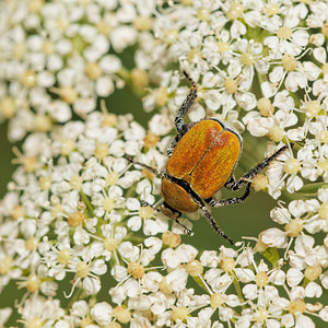 Hoplia argentea (Scarabaeidae)  - Hoplie argentée Aveyron [France] 05/06/2014 - 800m