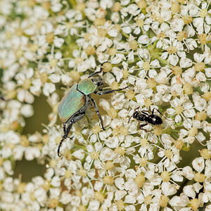 Hoplia argentea (Scarabaeidae)  - Hoplie argentée Aveyron [France] 05/06/2014 - 800m