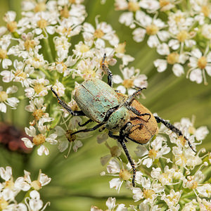 Hoplia argentea (Scarabaeidae)  - Hoplie argentée Aveyron [France] 05/06/2014 - 800m