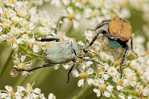 Hoplia argentea (Scarabaeidae)  - Hoplie argentée Aveyron [France] 05/06/2014 - 800m