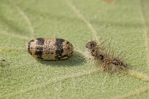 Ichneumon  (Ichneumonidae)  Aveyron [France] 02/06/2014 - 400mCocon d'ichneumonide avec la d?pouille de la chenille qui lui ? servi d'h?te (et qui y a laiss? la peau !)