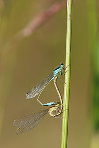 Ischnura elegans (Coenagrionidae)  - Agrion élégant - Blue-tailed Damselfly Allier [France] 08/06/2014 - 200m