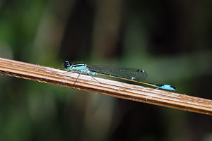 Ischnura elegans (Coenagrionidae)  - Agrion élégant - Blue-tailed Damselfly Nord [France] 28/06/2014 - 20m