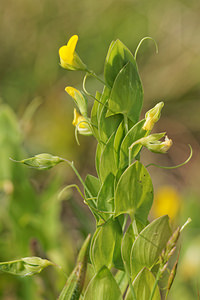 Lathyrus aphaca (Fabaceae)  - Gesse aphylle, Gesse sans feuilles - Yellow Vetchling Aveyron [France] 06/06/2014 - 630m