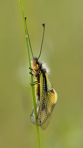 Libelloides coccajus (Ascalaphidae)  - Ascalaphe soufré Aveyron [France] 03/06/2014 - 820m