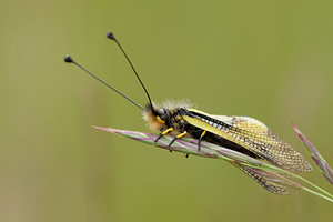 Libelloides coccajus (Ascalaphidae)  - Ascalaphe soufré Aveyron [France] 03/06/2014 - 820m