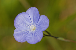 Linum austriacum (Linaceae)  - Lin d'Autriche Aveyron [France] 01/06/2014 - 650m