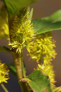 Lysimachia thyrsiflora (Primulaceae)  - Lysimaque à fleurs en épi - Tufted Loosestrife Cantal [France] 07/06/2014 - 740m
