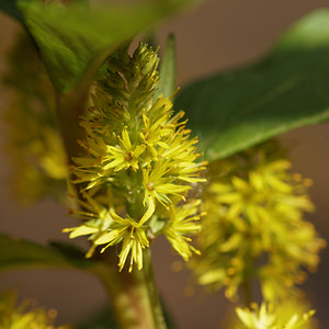 Lysimachia thyrsiflora Lysimaque à fleurs en épi Tufted Loosestrife