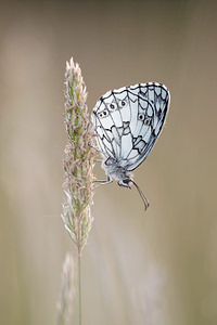 Melanargia galathea (Nymphalidae)  - Demi-Deuil, Échiquier, Échiquier commun, Arge galathée Allier [France] 07/06/2014 - 200m