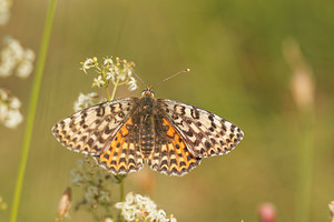 Melitaea didyma (Nymphalidae)  - Mélitée orangée - Spotted Fritillary Aveyron [France] 02/06/2014 - 410m