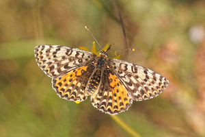 Melitaea didyma (Nymphalidae)  - Mélitée orangée - Spotted Fritillary Aveyron [France] 02/06/2014 - 410m