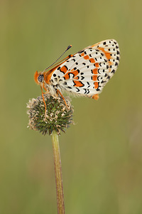 Melitaea didyma (Nymphalidae)  - Mélitée orangée - Spotted Fritillary Aveyron [France] 03/06/2014 - 820m