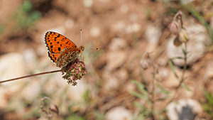 Melitaea didyma (Nymphalidae)  - Mélitée orangée - Spotted Fritillary Aveyron [France] 05/06/2014 - 820m