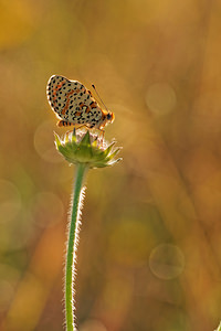 Melitaea didyma (Nymphalidae)  - Mélitée orangée - Spotted Fritillary Aveyron [France] 05/06/2014 - 730m