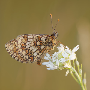 Melitaea parthenoides (Nymphalidae)  - Mélitée de la Lancéole, Mélitée des Scabieuses, Damier Parthénie Allier [France] 08/06/2014 - 200m