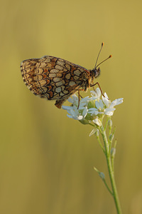 Melitaea parthenoides (Nymphalidae)  - Mélitée de la Lancéole, Mélitée des Scabieuses, Damier Parthénie Allier [France] 08/06/2014 - 200m