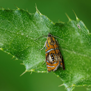 Olethreutes arcuella (Tortricidae)  Cantal [France] 07/06/2014 - 740m