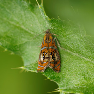Olethreutes arcuella (Tortricidae)  Cantal [France] 07/06/2014 - 740m