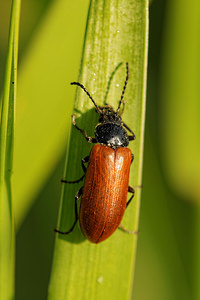 Omophlus lepturoides (Tenebrionidae)  - Omophlus orangé Aveyron [France] 03/06/2014 - 790m