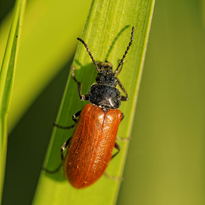 Omophlus lepturoides (Tenebrionidae)  - Omophlus orangé Aveyron [France] 03/06/2014 - 790m