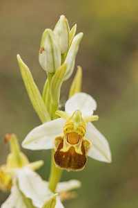 Ophrys apifera (Orchidaceae)  - Ophrys abeille - Bee Orchid Aveyron [France] 02/06/2014 - 590m