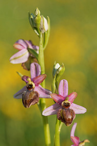 Ophrys aveyronensis (Orchidaceae)  - Ophrys de l'Aveyron Aveyron [France] 03/06/2014 - 800m