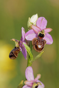 Ophrys aveyronensis (Orchidaceae)  - Ophrys de l'Aveyron Aveyron [France] 06/06/2014 - 630m