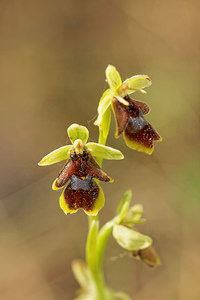 Ophrys aymoninii (Orchidaceae)  - Ophrys d'Aymonin Aveyron [France] 03/06/2014 - 800m