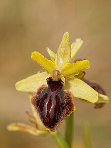 Ophrys passionis (Orchidaceae)  - Ophrys de la Passion Aveyron [France] 03/06/2014 - 810m