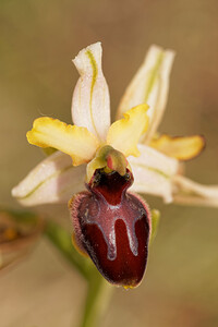 Ophrys passionis (Orchidaceae)  - Ophrys de la Passion Aveyron [France] 03/06/2014 - 810m