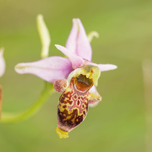Ophrys x bernardii (Orchidaceae)  - Ophrys de BernardOphrys aveyronensis x Ophrys scolopax. Aveyron [France] 02/06/2014 - 590m