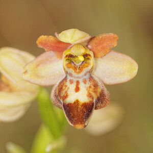 Ophrys x souliei (Orchidaceae)  - Ophrys de SouliéOphrys aveyronensis x Ophrys funerea. Aveyron [France] 02/06/2014 - 570m