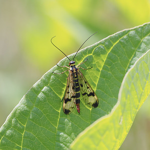 Panorpa vulgaris (Panorpidae)  Nord [France] 26/06/2014 - 40m