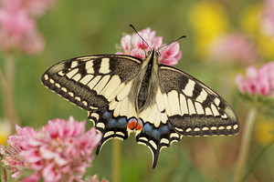 Papilio machaon (Papilionidae)  - Machaon, Grand Porte-Queue Aveyron [France] 03/06/2014 - 820m