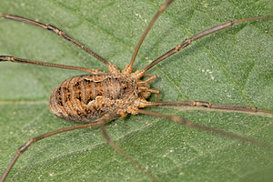 Phalangium opilio (Phalangiidae)  Aveyron [France] 04/06/2014 - 480m