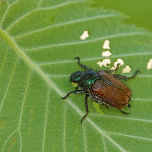 Phyllopertha horticola (Scarabaeidae)  - Hanneton des jardins - Garden Chafer Cantal [France] 07/06/2014 - 740m