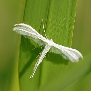 Pterophorus pentadactylus (Pterophoridae)  - White Plume Moth Allier [France] 08/06/2014 - 200m