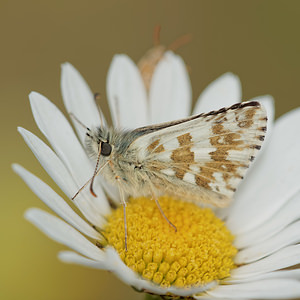 Pyrgus alveus (Hesperiidae)  - Hespérie du Faux-Buis, Plain-Chant, Dé-à-jouer, Hespérie frillitaire Aveyron [France] 03/06/2014 - 820m