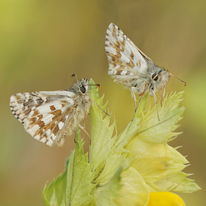 Pyrgus alveus (Hesperiidae)  - Hespérie du Faux-Buis, Plain-Chant, Dé-à-jouer, Hespérie frillitaire Aveyron [France] 03/06/2014 - 820m