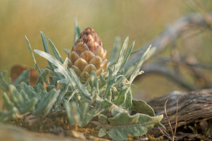 Rhaponticum coniferum Rhapontic conifère, Pomme-de-pin, Leuzée conifère, Leuzée à cônes, Leuzée pomme-de-pin