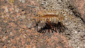 Scutigera coleoptrata (Scutigeridae)  - Scutigère véloce - House Centipede Aveyron [France] 05/06/2014 - 810m