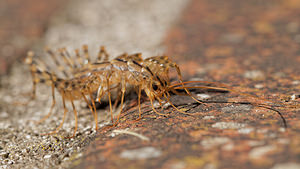 Scutigera coleoptrata Scutigère véloce House Centipede