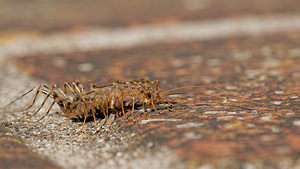 Scutigera coleoptrata (Scutigeridae)  - Scutigère véloce - House Centipede Aveyron [France] 05/06/2014 - 810m