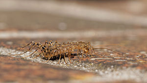 Scutigera coleoptrata (Scutigeridae)  - Scutigère véloce - House Centipede Aveyron [France] 05/06/2014 - 810m