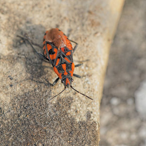 Spilostethus saxatilis (Lygaeidae)  - Punaise à damier - Harlequin bug Aveyron [France] 02/06/2014 - 410m