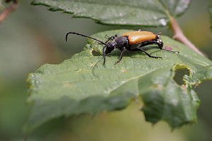 Stictoleptura fulva (Cerambycidae)  - Lepture sauvage, Lepture fauve Nord [France] 28/06/2014 - 20m