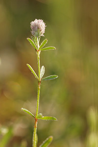 Trifolium arvense (Fabaceae)  - Trèfle des champs, Trèfle Pied-de-lièvre, Pied-de-lièvre - Hare's-foot Clover Allier [France] 08/06/2014 - 200m